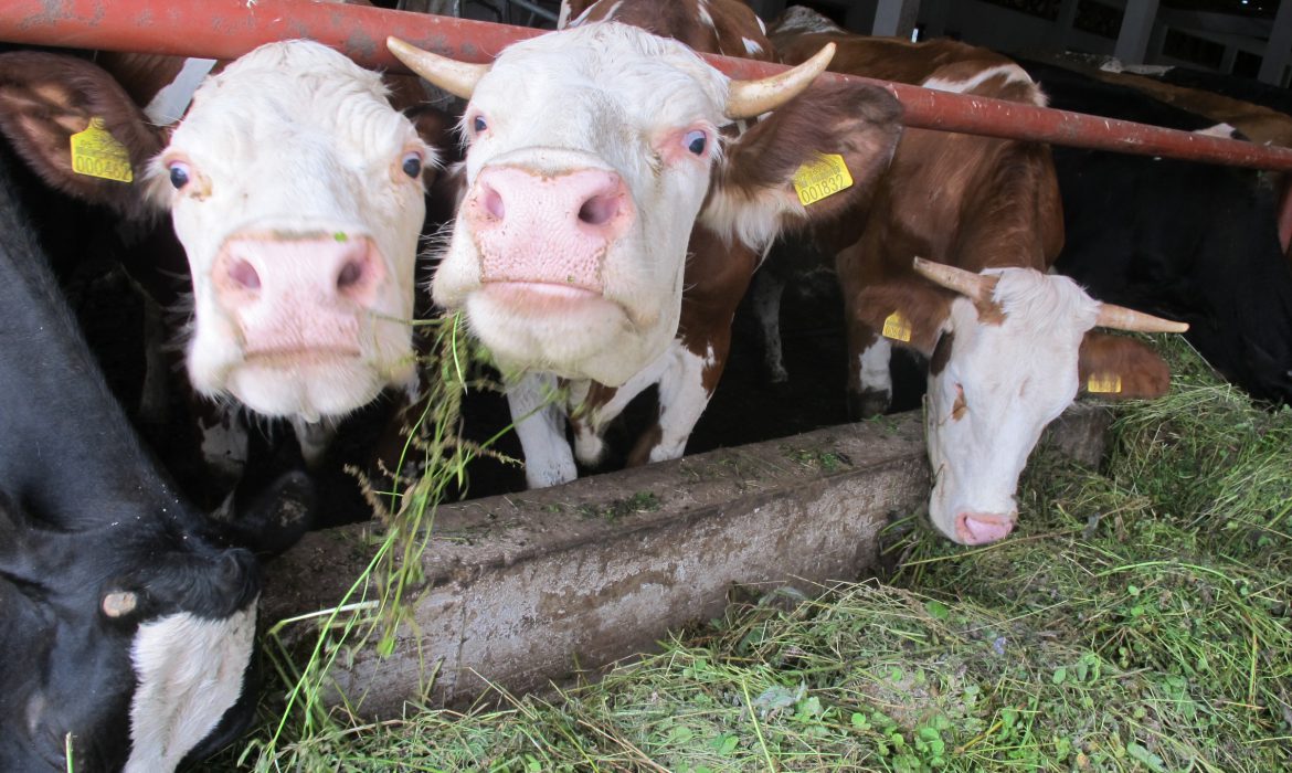 Inspektori EU u Poljskoj nakon izvoza mesa oboljelih krava