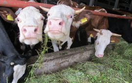 Inspektori EU u Poljskoj nakon izvoza mesa oboljelih krava